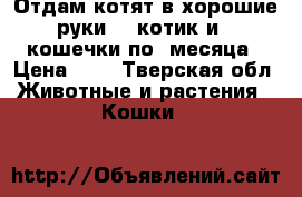 Отдам котят в хорошие руки, 1 котик и 2 кошечки по 2месяца › Цена ­ 1 - Тверская обл. Животные и растения » Кошки   